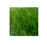 EASY GRASS 5 CM. DARK  GREEN (Prj) ขนาดมาตรฐาน 100ตร.ม./ม้วน ราคาต่อ ตร.ม. 